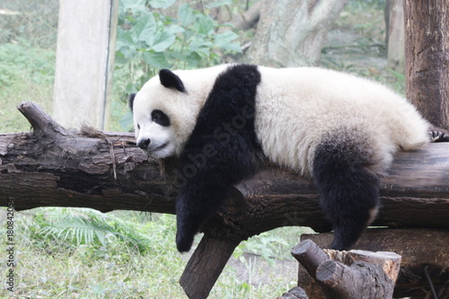 Fototapeta Naklejka Na Ścianę i Meble -  Playful Panda Cub, Chongqing,China