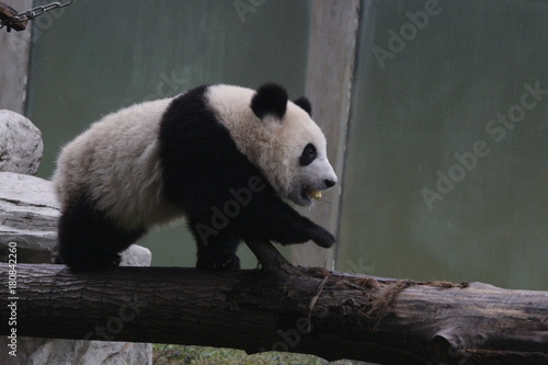 Fototapeta Naklejka Na Ścianę i Meble -  Panda Cubs Walks on the Wood Beam