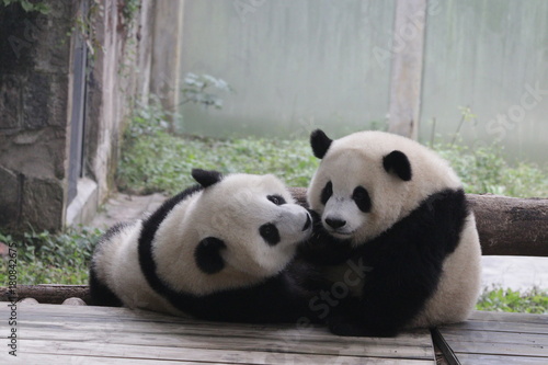 Fototapeta Naklejka Na Ścianę i Meble -  Playful Panda Cub, Chongqing,China