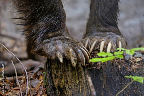 Bear clutches close-up 2 photo