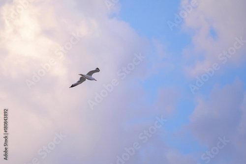 Seagull in blue sky 2