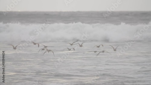 Birds on a beach, slo-mo.