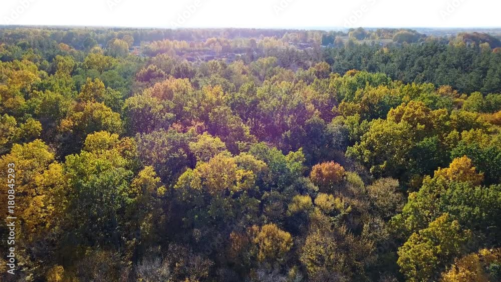 Aerial view of the forest with trees covered with yellow foliage Aerial view of the forest with trees covered with yellow foliage