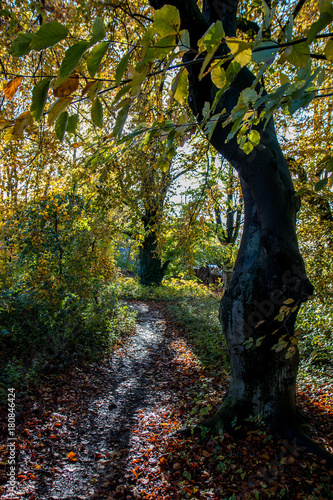 Waldweg durch den herbstwald