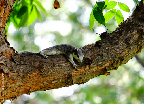 Squirrel © Jirasak