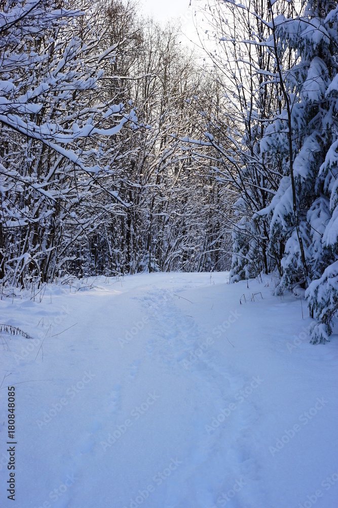 Fototapeta premium Way to the whinter