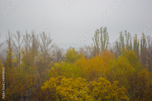 yellow autumn trees in morning mist