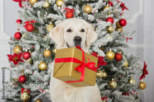 golden retriever dog holding a christmas gift box in her mouth