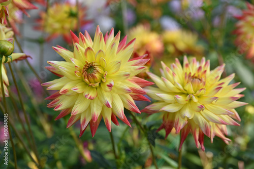 Fototapeta Naklejka Na Ścianę i Meble -  Dahlia jaune et rouge en été au jardin