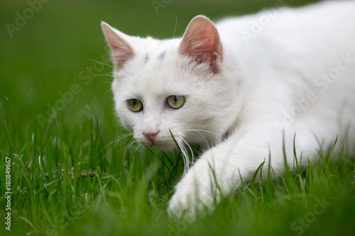 White cat sneaking on grass