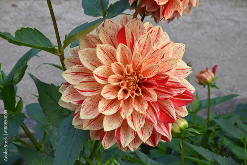 Fototapeta Naklejka Na Ścianę i Meble -  Dahlia rose et rouge en été au jardin