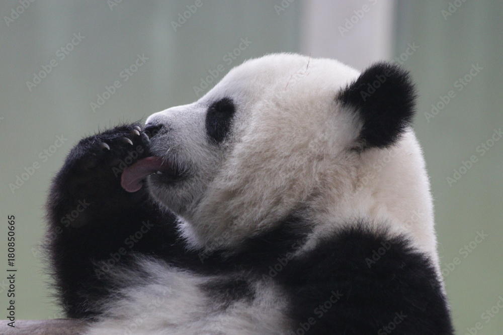 Fototapeta premium Side Profile of Panda Cub