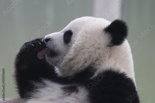 Fototapeta Naklejka Na Ścianę i Meble -  Side Profile of Panda Cub