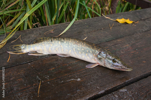 Freshwater pike fish on vintage wooden background.
