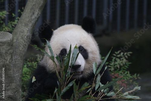 Fototapeta Naklejka Na Ścianę i Meble -  Giant Panda in Chongqing is Eating Bamboo Leaves