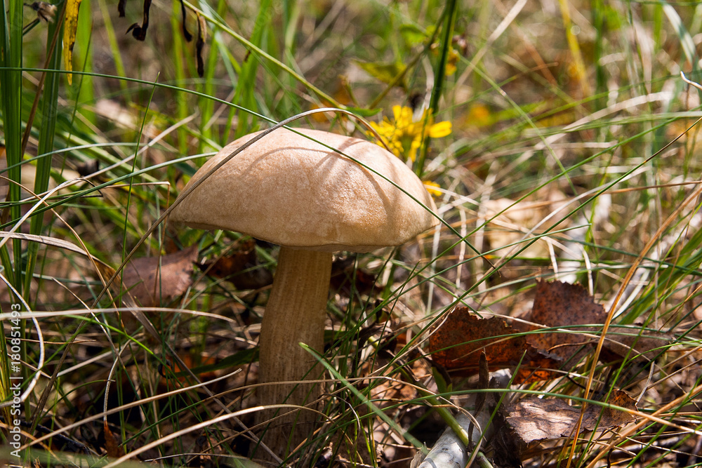 Forest mushroom brown cap boletus growing in a green moss.. Forest mushroom brown cap boletus growing in a green moss..