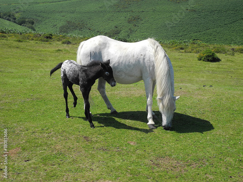 Dartmoor Pferde