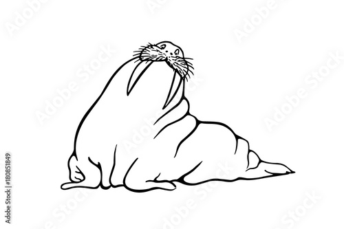 Hand drawn walrus