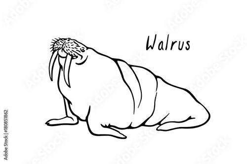 Hand drawn walrus