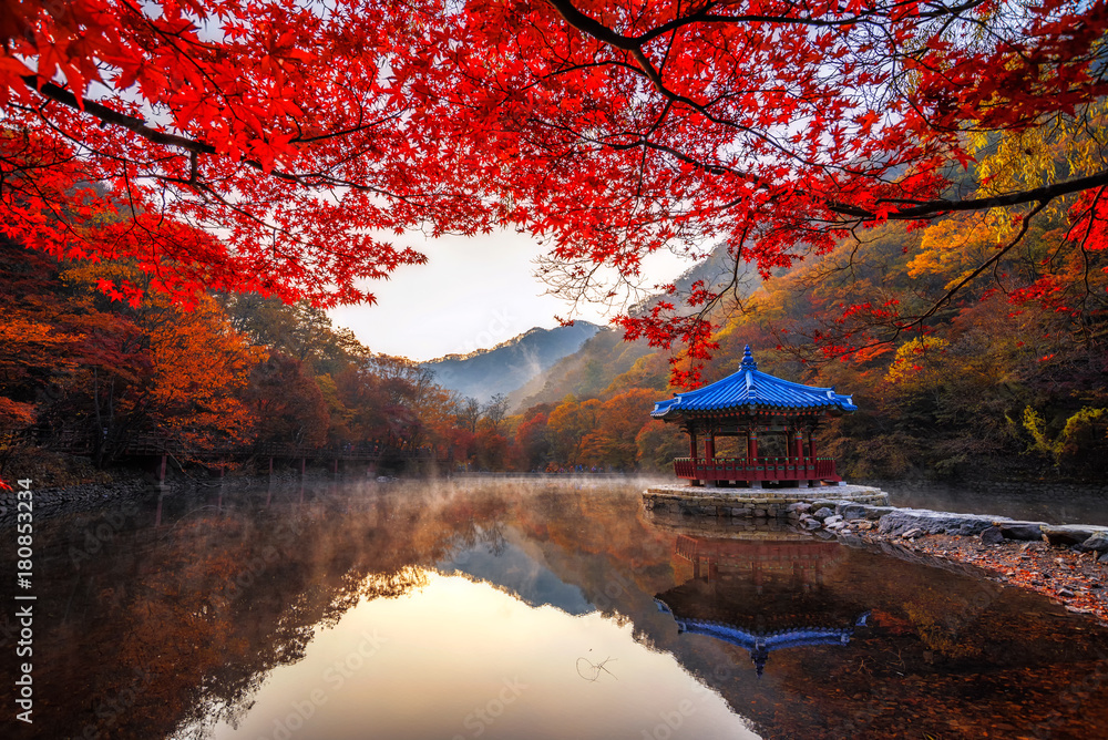 Fototapeta premium Autumn Maple in Naejangsan national park, South korea