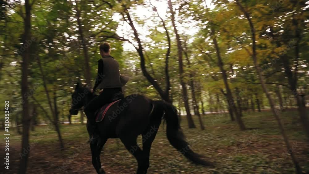 Professional female rider gallop in park: young female rider on the horse on a shady forest gallop. Horse riding in the autumn forest Professional female rider gallop in park: young female rider on the horse on a shady forest gallop. Horse riding in the autumn forest