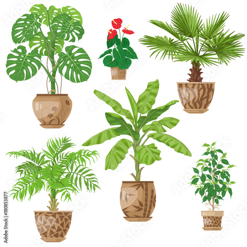 Potted Plants Set