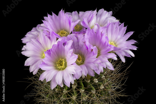 Cactus in a pot isolated in a black background