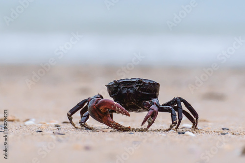 Close up of a black crab on the sand beach