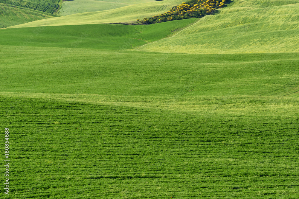 Magnificent spring rural landscape. Beautiful view of typical tuscan green wave hills, cypresses trees, magical sunlight, beautiful golden fields and meadows.Tuscany, Italy, Europe