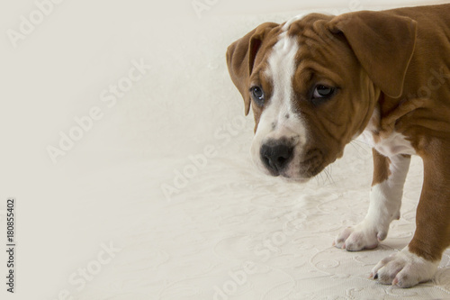 Little American Staffordshire Terrier puppy on a white background. Close-up with space for copy