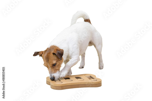 Fototapeta Naklejka Na Ścianę i Meble -  Dog sniffing training with smart toy isolated on white background