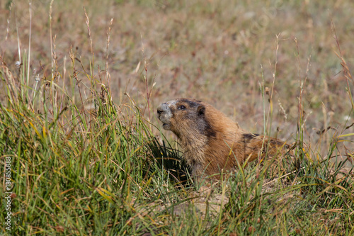 Marmot posing in the grass on sunny day photo