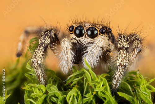 Focus Stacking - Jumping Spider, Zebra Back Spider, Spider, Salticus scenicus, Salticidae photo