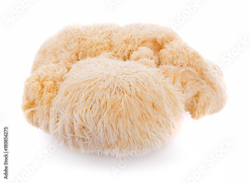 lion mane mushroom isolated on white background