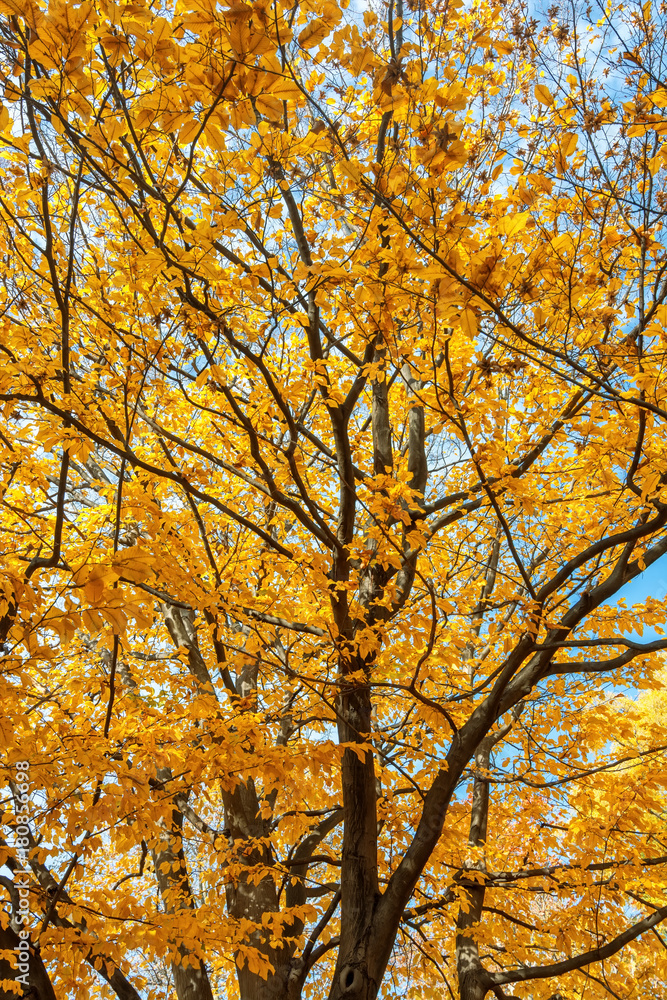 Falls Beauty nature scene. Autumnal Park, Autumn Trees, Autumn forest in Seasonal nature Falls Beauty nature scene. Autumnal Park, Autumn Trees, Autumn forest in Seasonal nature