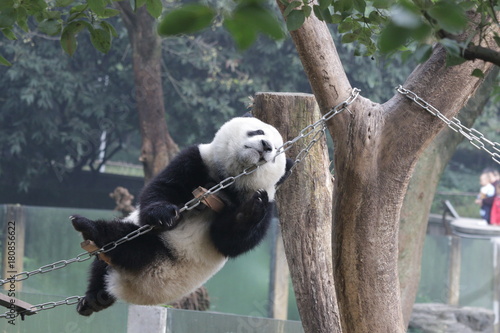 Fototapeta Naklejka Na Ścianę i Meble -  Acrobat Panda on the String