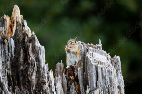 Cute chipmank munching teasty food while hiding in a stump photo