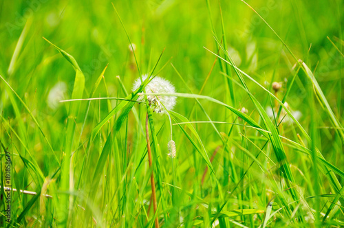 grass and dandelion