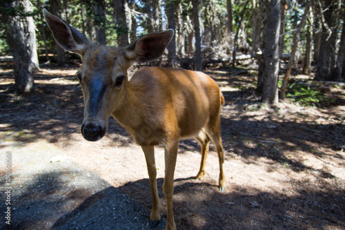 A female deer close up to camera. Friendlu doe in Olympic National Park. photo