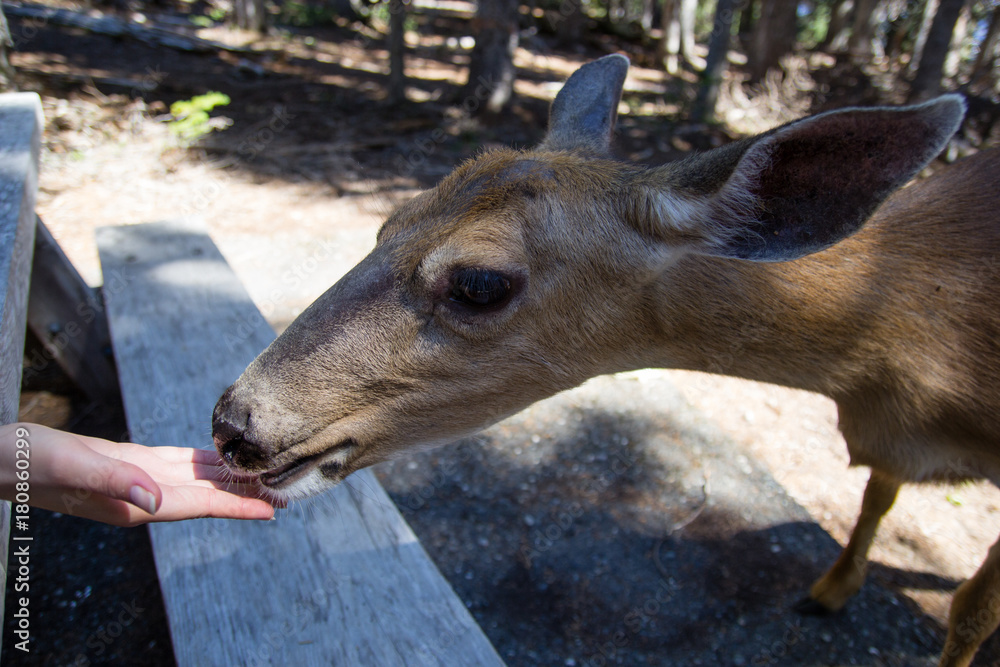 A female deer close up to camera. Friendlu doe in Olympic National Park. A female deer close up to camera. Friendlu doe in Olympic National Park.