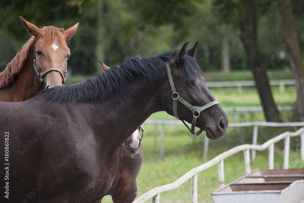 Naklejka premium horses on the pasture