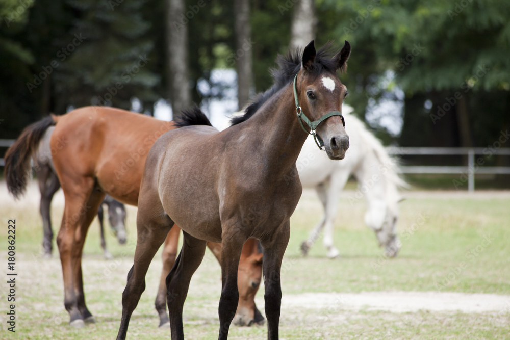 horses on the pasture horses on the pasture