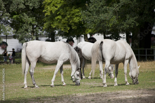 horses on the pasture © studioflara