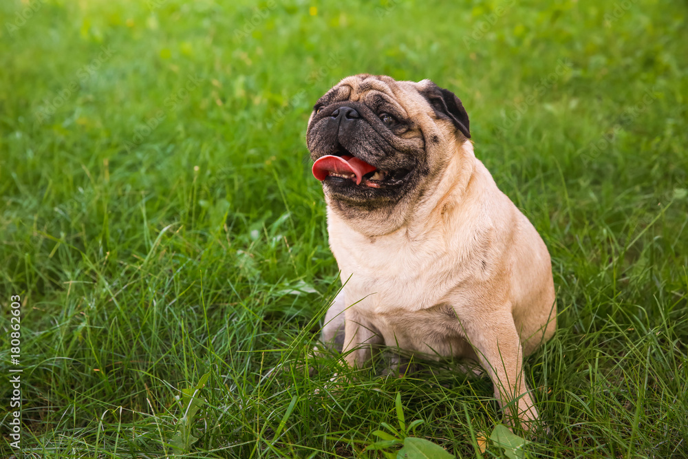 Cute overweight pug on green grass