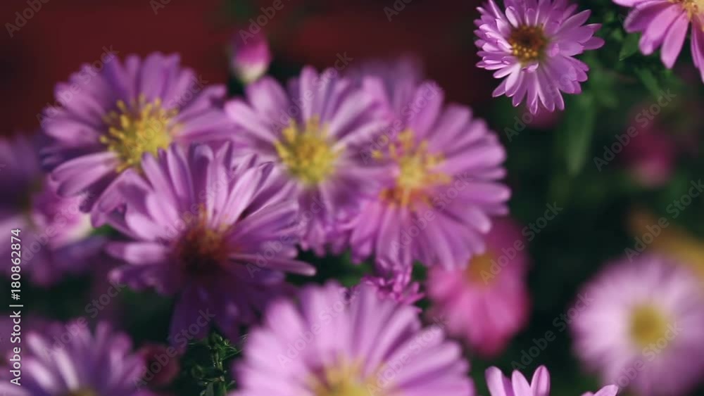 Close up refocusing sliding shot of violet flowers at home. Close up refocusing sliding shot of violet flowers at home.