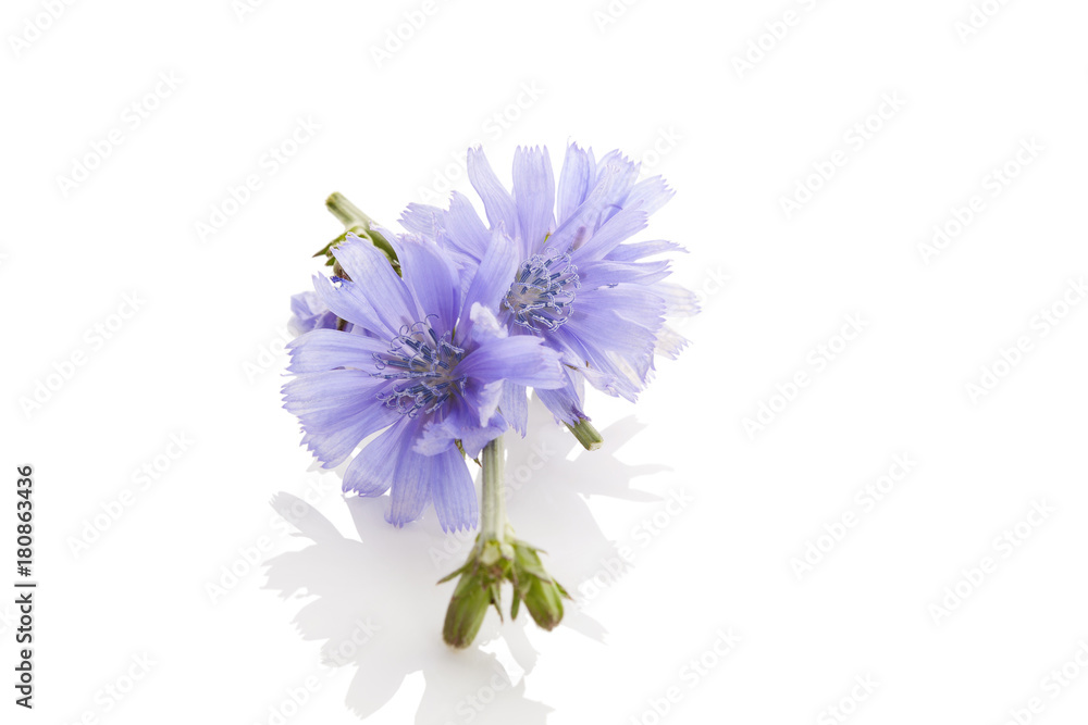 Common chicory flowers. Common chicory flowers.