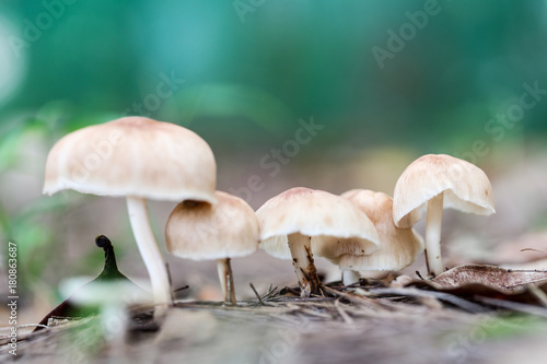 A mushroom spore-bearing of a fungus in Nature.