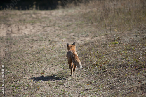 REd fox on the meadow