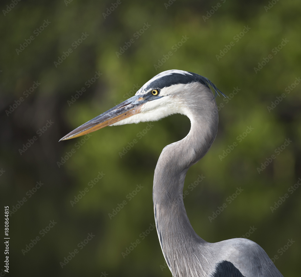 Great blue heron portrait close up against a light and dark green blurred background. Great blue heron portrait close up against a light and dark green blurred background.