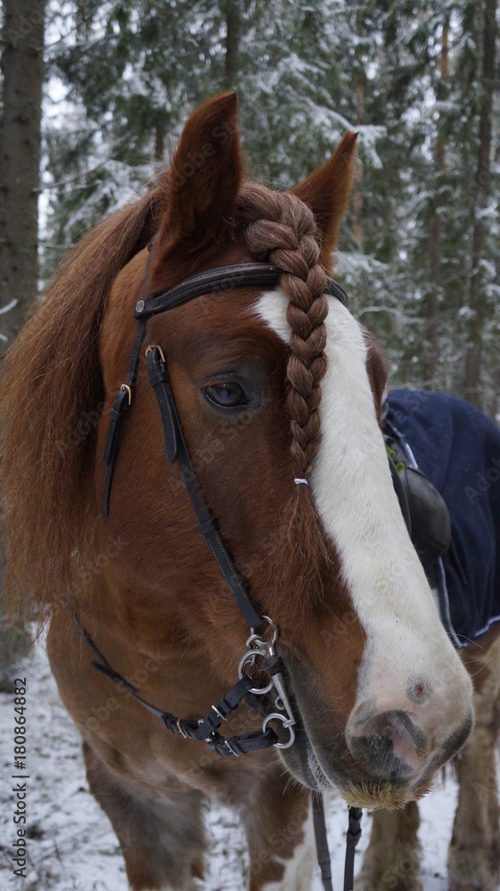 Naklejka premium A tinker horse in the wood from Sweden 
